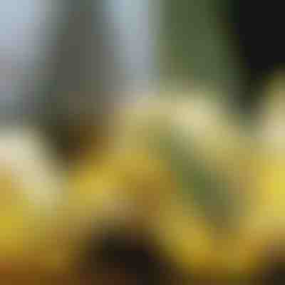 Svijetleća božićna vrpca (500 cm) | SHINESTRAP