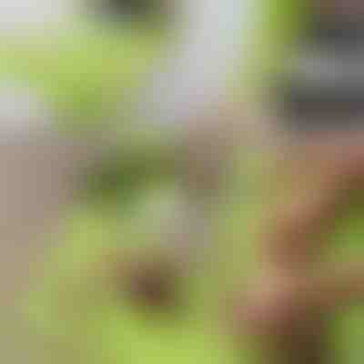 2 u 1 daska za rezanje bez nereda s odvojivim spremnikom | CHOPPINATA