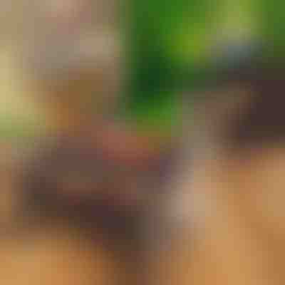 Kompaktni prijenosni sklopivi roštilj | PORTOGRILL