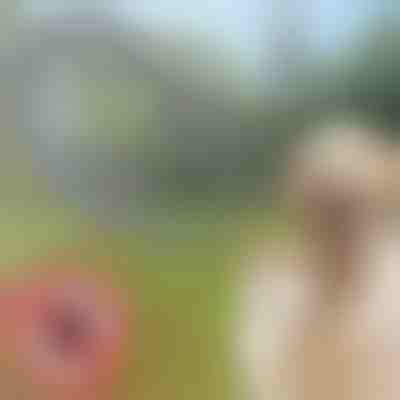 Ogrlica protiv buha i krpelja za kućne ljubimce | PETPROTECT