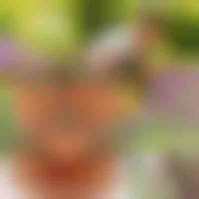 Teglice za cvijeće podesive visine | PLANTUP (3x komada)